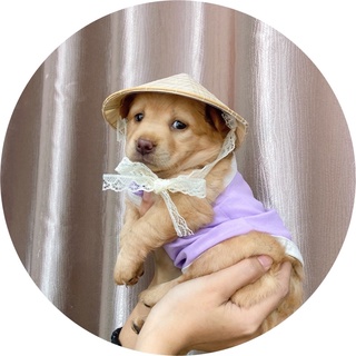 NÓN LÁ CHO THÚ CƯNG - NÓN CHO CHÓ MÈO