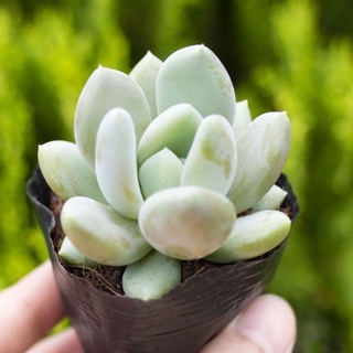 Sen đá đá xanh 5-7cm - Vườn sen đá