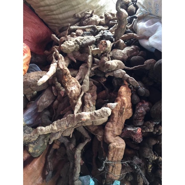 1kg HÀ THỦ Ô ĐỎ TƯƠI - HÀNG ĐẢM BẢO CHẤT LƯỢNG 100% - DƯỢC LIỆU HÀ HOÀNG