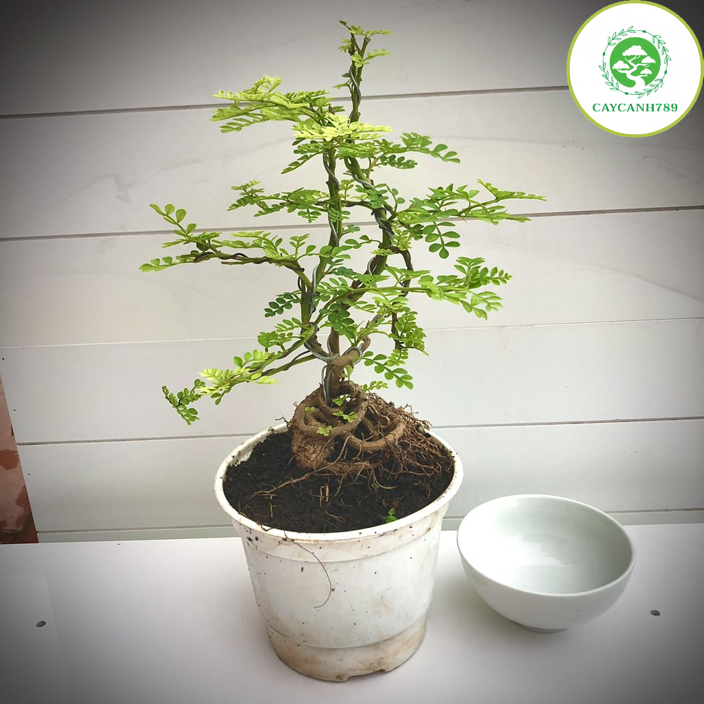 Cây cần thăng bonsai mini
