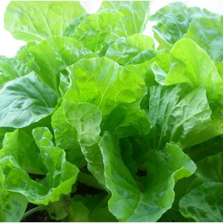 10gram HẠT GIỐNG CẢI BẸ DÚN