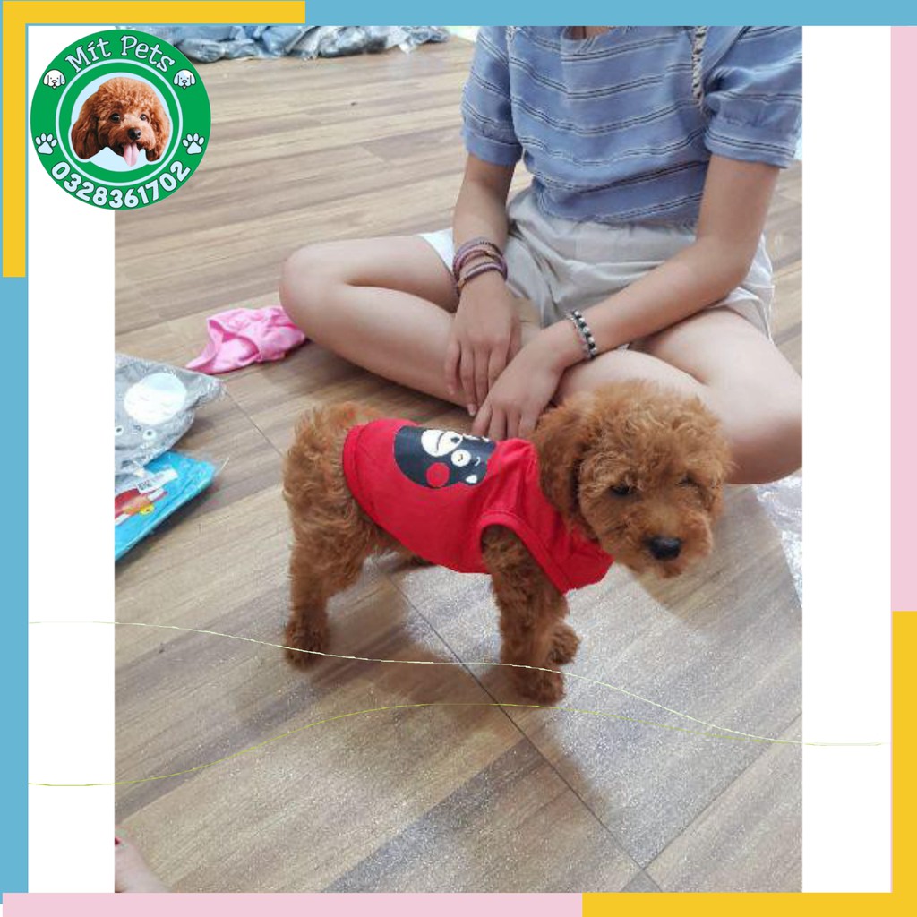 Áo hè cho chó mèo thú cưng. - Mit Pets 1