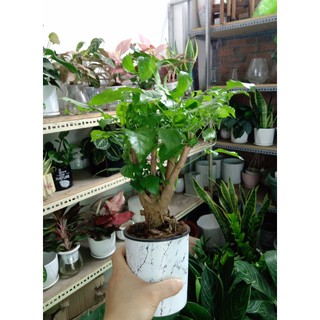Cây Hạnh Phúc ( Cây để bàn )