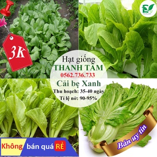 - 300 hạt giống cải bẹ dưa xanh