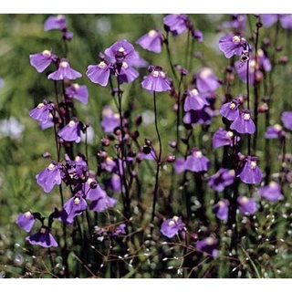 Cỏ giấy Dichotoma, Utricularia Dichotoma