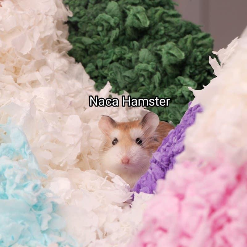 Giấy BUSCATSTATE màu sắc cho Hamster giá rẻ nhất shopee NACA Hamster