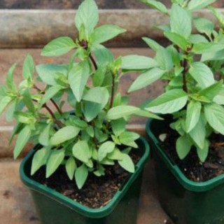 5gr hạt giống húng quế