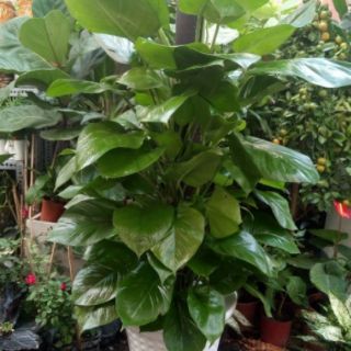 Cây Trầu Bà Trụ