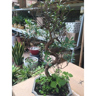 (GIẢM GIÁ) Cây LINH SÂM bonsai mini