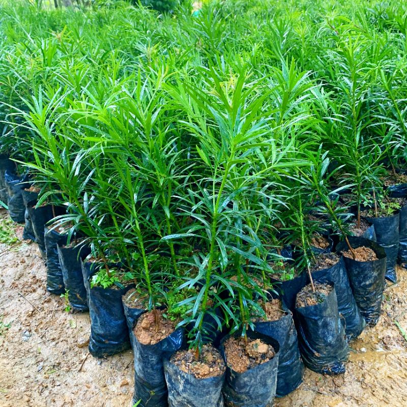 cây vạn niên tùng cây tùng la hán cao 60cm