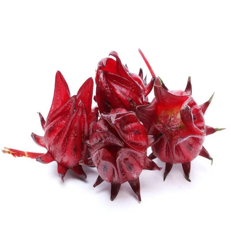 Hạt giống Atiso đỏ - 20 hạt, hoa bụp giấm Seed Land