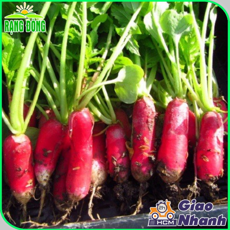Hạt giống Củ Cải Đỏ - giống củ dài, giòn, ngọt (gói 2 gr) - Hạt giống Rạng Đông