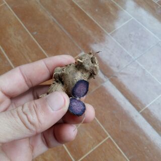 (1kg) Gừng đen - ngải đen - black ginger