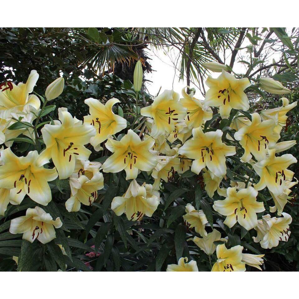 Củ hoa ly thơm cao