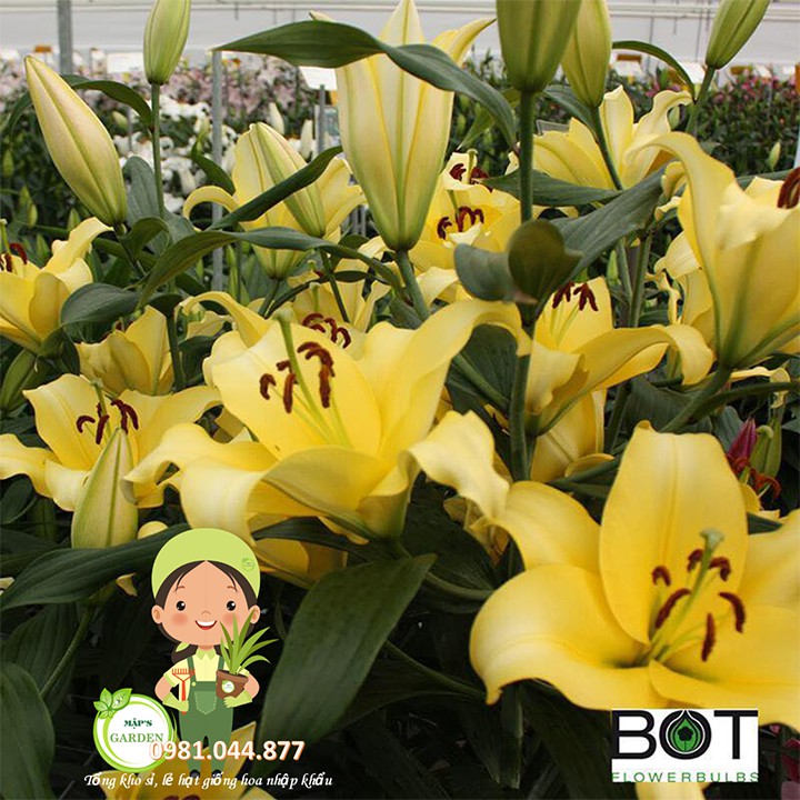 Củ giống hoa ly vàng thơm size to 5-9 bông/cây