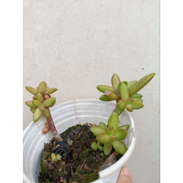 2 cây sen đá như hình