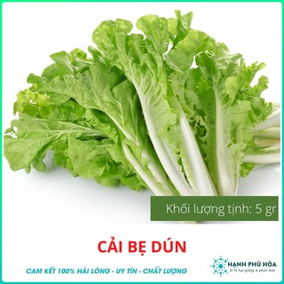 Hạt Giống Cải Bẹ Dún CaNaAn 6gGói  - Nhiều Hạt,Trồng Quanh Năm,Cây Phát Triển Khoẻ,Kháng Bệnh Tốt, Lá Xanh
