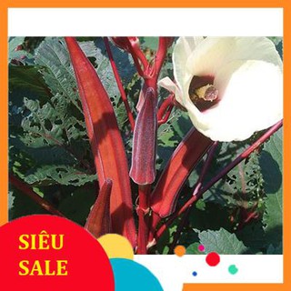 Hạt Giống Đậu Bắp Đỏ ( 5G ) - [MUA 3 TẶNG 1 CÙNG LOẠI] - Dễ Trồng, Năng Suất Cao THU THUY