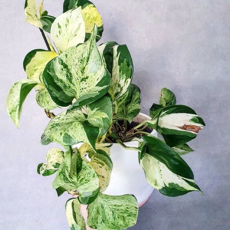Chậu trầu bà Epipremnum aureum Manjula/ Majula photos