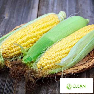 Hạt giống Bắp ngọt, Bắp Mỹ