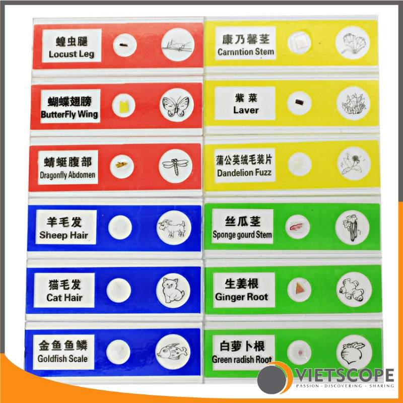 Bộ 12 mẫu tiêu bản đã qua xử lý dành cho kính hiển vi - Lam kính nhựa ABS