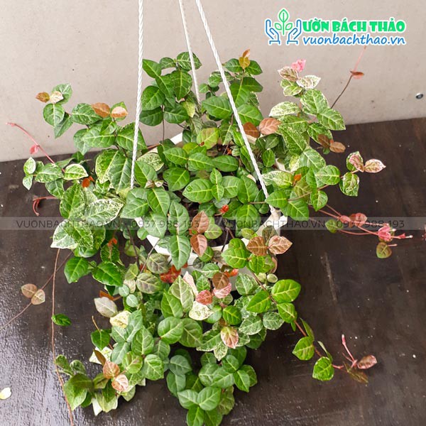 Cây thằn lăn cẩm thạch (thằn lằn bông) chậu treo