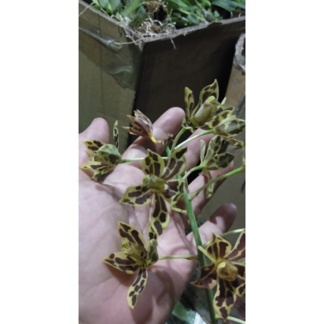 Vũ nữ Hoàng Hậu mini