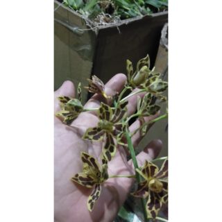 Vũ nữ Hoàng Hậu mini