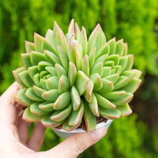 Sen đá xanh nhọn cỡ vừa 9-11cm - Vườn sen đá