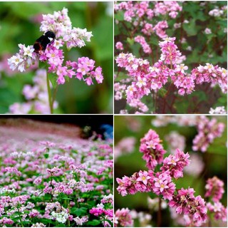 Hạt giống tam giác mạch nhiều màu  - 1 goi 10gram