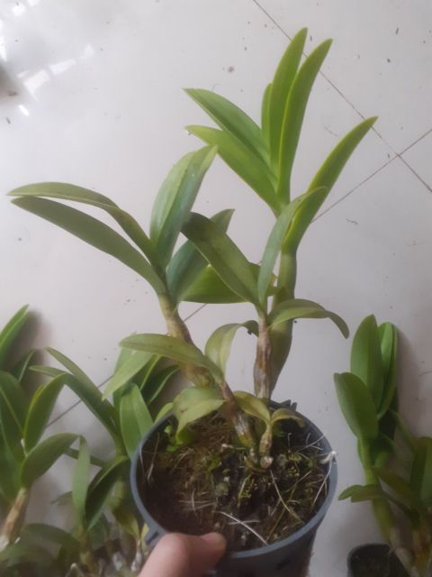 Denro nắng Pen cam hàng mới về!!