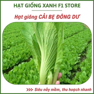 Hạt giống cải bẹ dưa lá to, giòn thu hoạch quanh năm, dễ trồng
