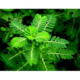 1kg DIỆP HẠ CHÂU CÂY CHÓ ĐẺ