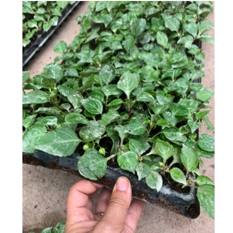 10 cây giống ngọc thảo xoắn kép mix mầu