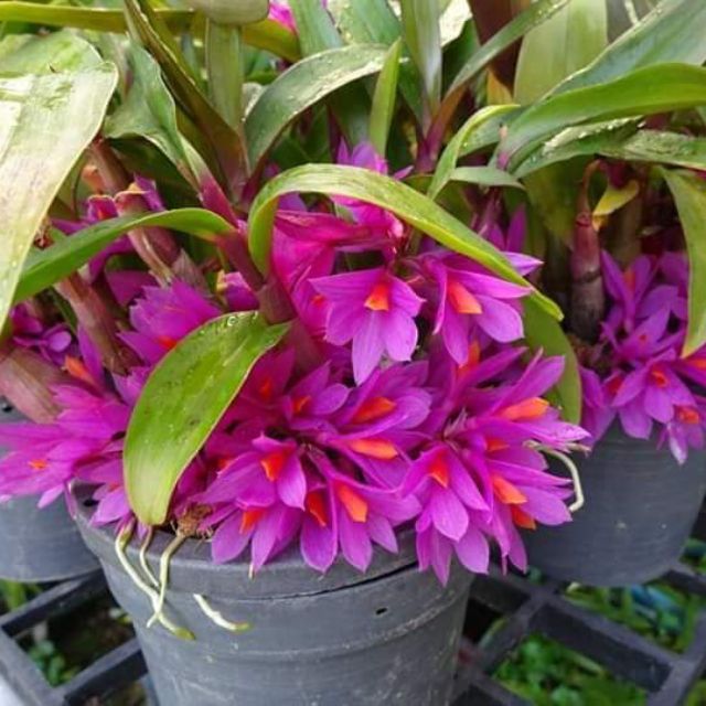 Hoa lan Denro Hibiki