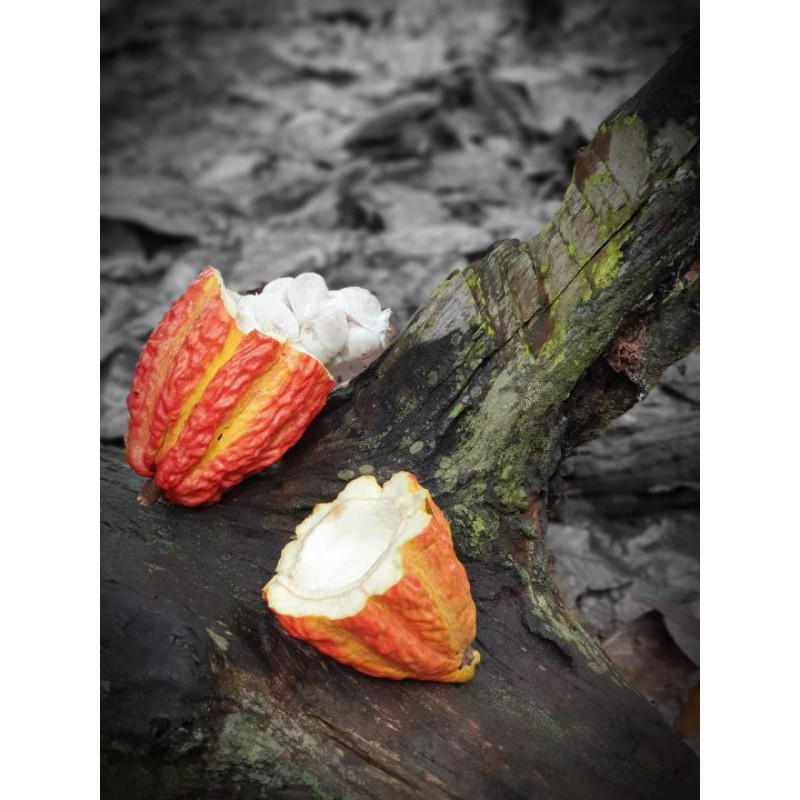 Cacao tươi  - Cocoa pod