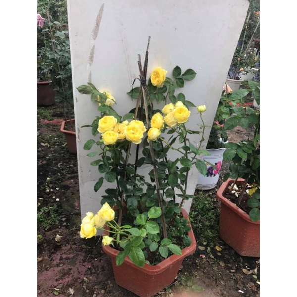 Hoa hồng Catalina màu vàng chanh tuyệt đẹp với phom hoa khum sang trọng-Vườn Hoa Melinhrose