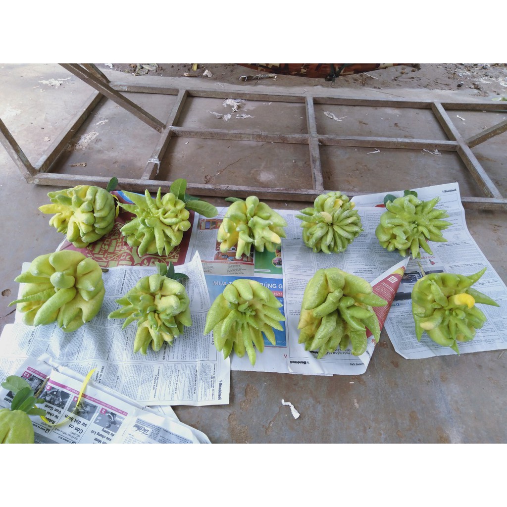 Quả Phật thủ bày ban thờ ngày lễ tết (sẵn hàng) | BigBuy360 - bigbuy360.vn