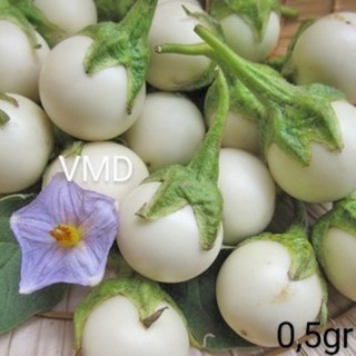 Hạt giống Cà Pháo Trắng (THUAN NONG)