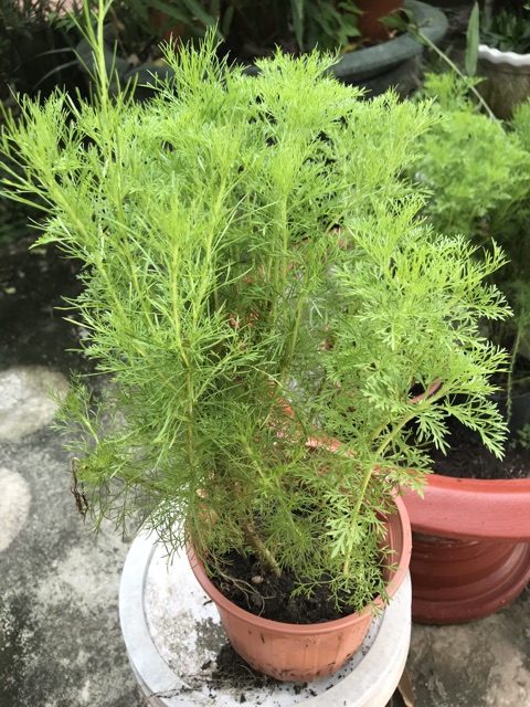 Cây thủy tùng - bầu đất, cây phong thuỷ
