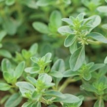 100h Hạt Giống Cỏ Xạ Hương