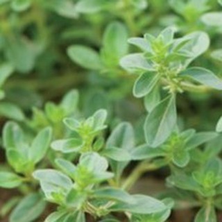 100h Hạt Giống Cỏ Xạ Hương