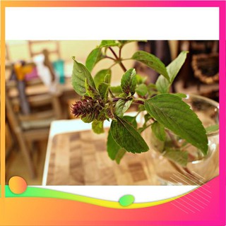 Hạt Giống Húng Quế - 100 Hạt VIETGAR