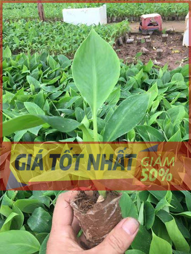 Cây giống CHUỐI TIÊU HỒNG - cây giống CHUẨN F1 - GIÁ TRỊ DINH DƯỠNG VÀ KINH TẾ CAO