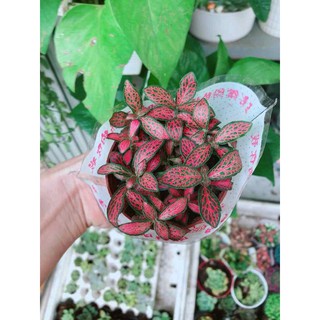 Chậu cẩm nhung (lá may mắn) Bán Chạy