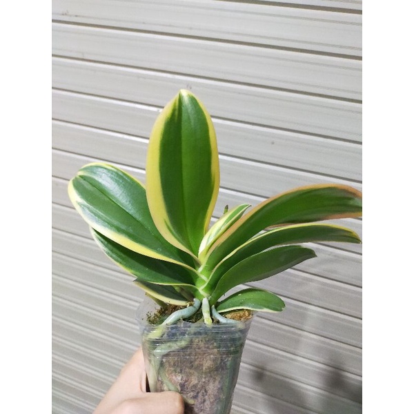 Combo 2 cây hồ điệp lá biên phát tài cây sẵn  2 ngồng hoa