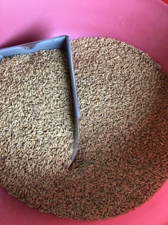 Thóc Q5 hạt to 5kg