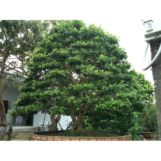 Cây nguyệt quế hoa thom quanh nam cây gủi di nguyên bầu đất!