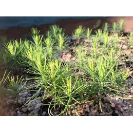 Hạt giống cây thông đen nhật bản tỷ lệ nảy mầm cao Japanese Black Pine seeds
