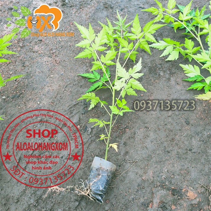 COMBO 50 CÂY XOAN TA CÂY GIỐNG CAO TỪ 10-15 CM